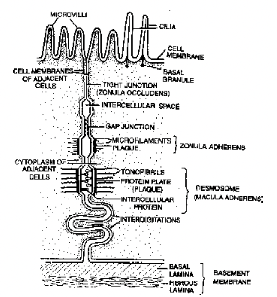 Epithelial Tissue